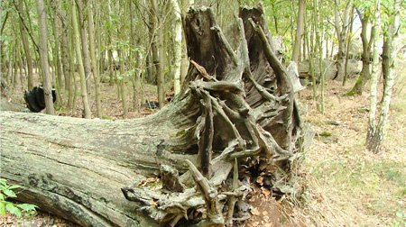 Bild Baum bei Letzlingen