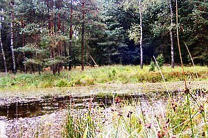 Bild Buchenkolk
