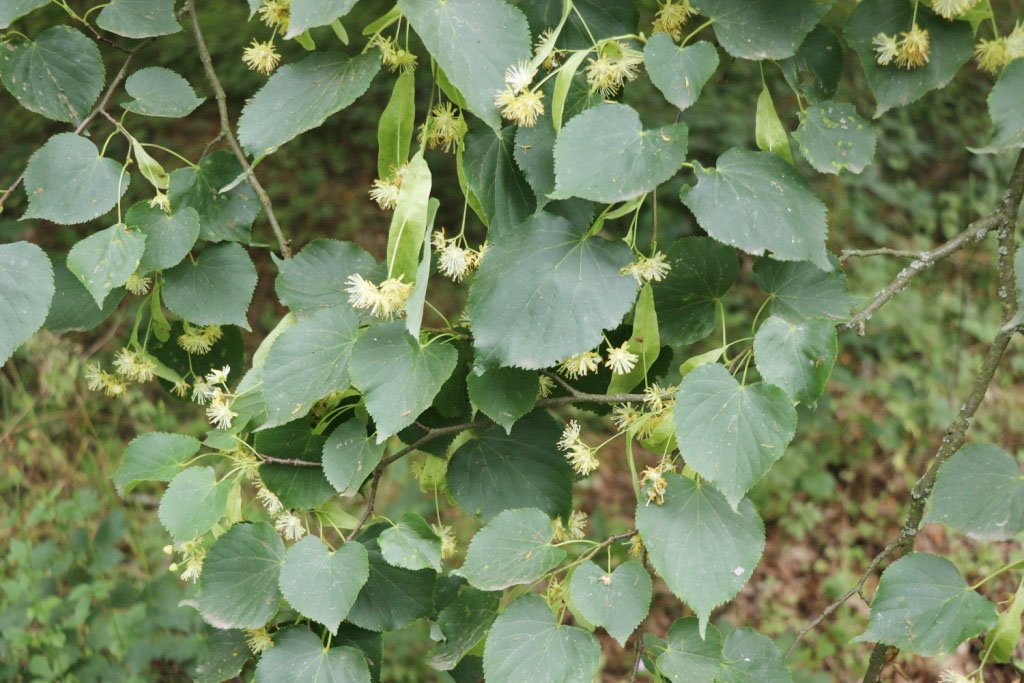 Foto cc: BI OFFENe HEIDe